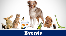 Animals - Animal Shelter
