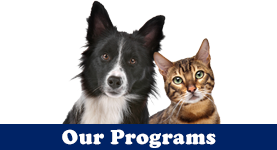 Dog and Cat